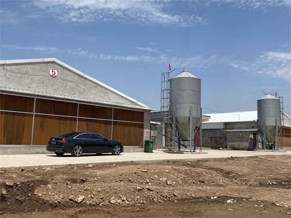 Henan chicken shed broiler equipment installation site