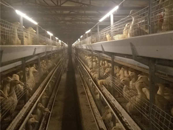 肉鸭笼养设备 (2).jpg