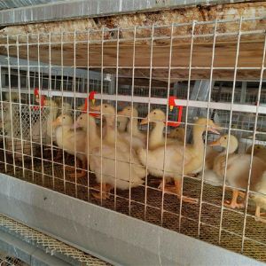 养鸭设备龙门式上料机