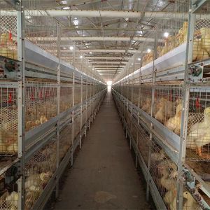 肉鸭笼设备