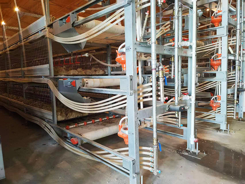 自动化肉鸭笼养系统