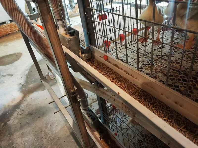 自动化肉鸭笼养系统