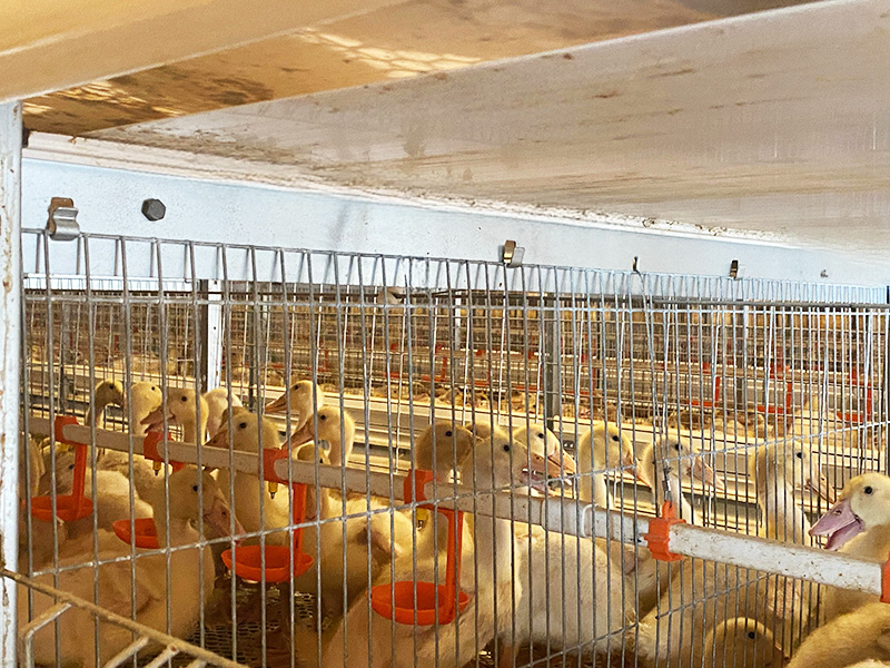 自动化肉鸭笼养系统