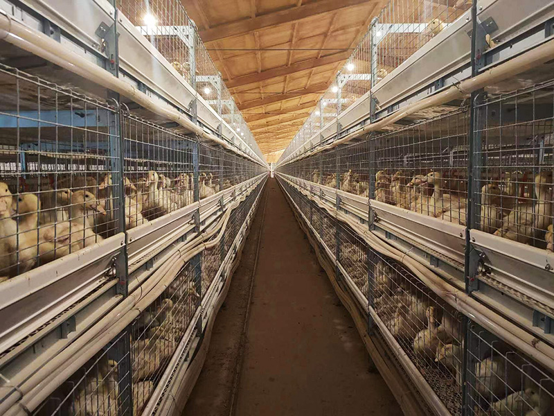 自动化肉鸭笼养系统