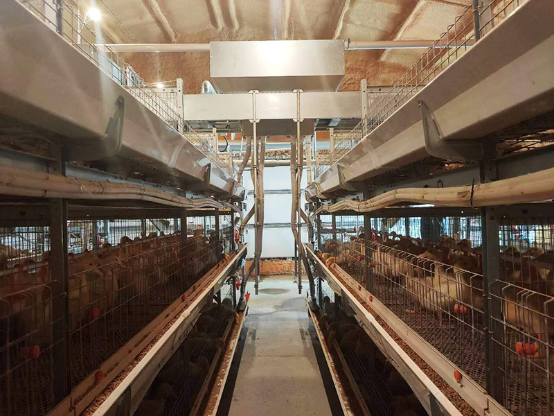 自动化肉鸭笼养系统