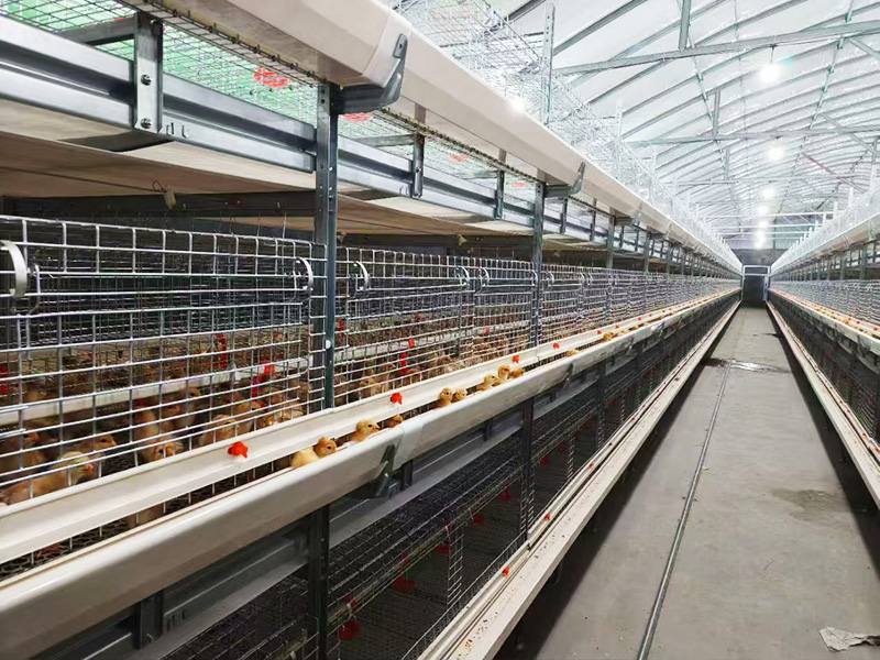 层叠式肉鸡笼养设备