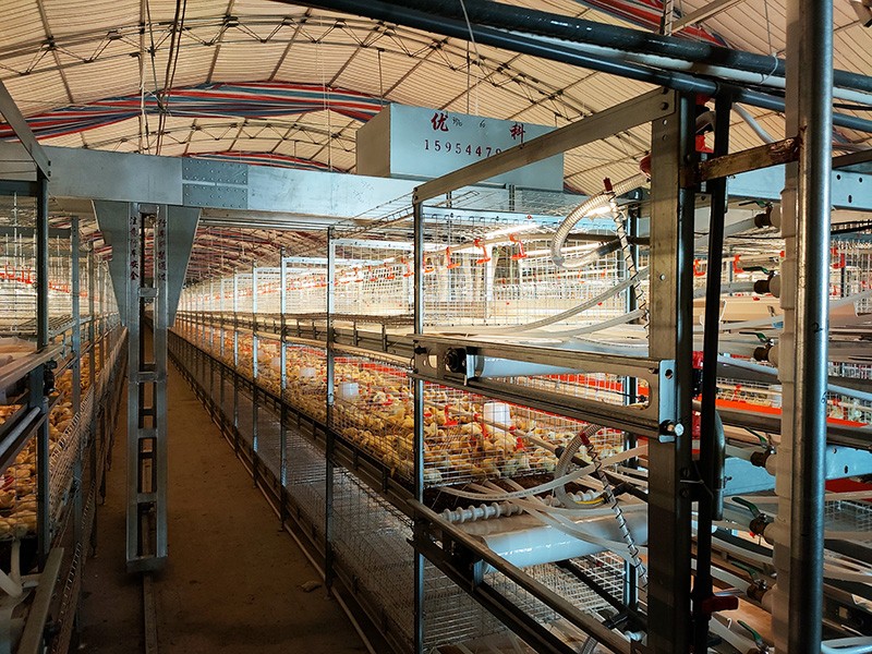 层叠式肉鸡笼养设备