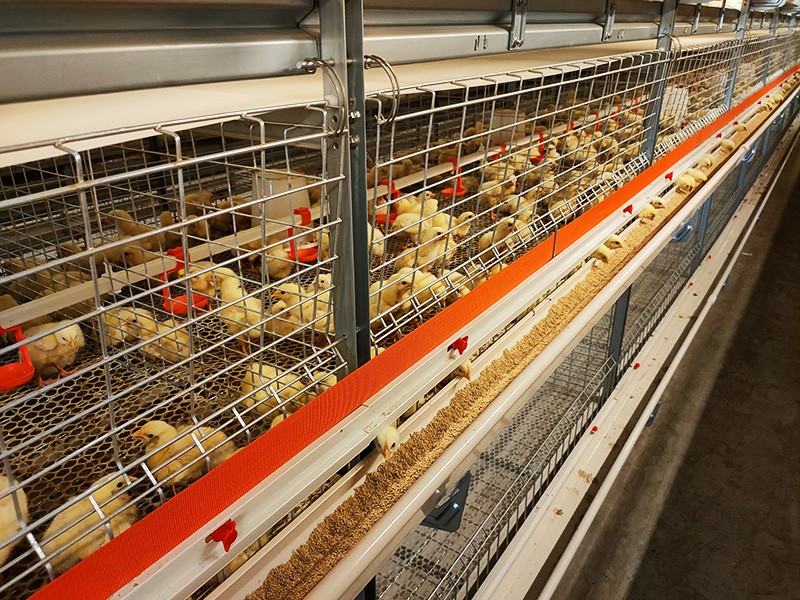 层叠式肉鸡笼养设备