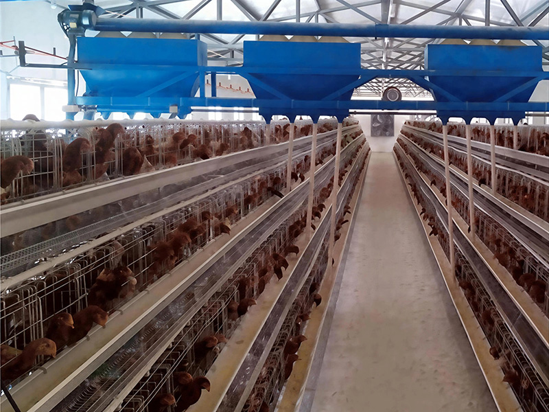 自动化养殖实例