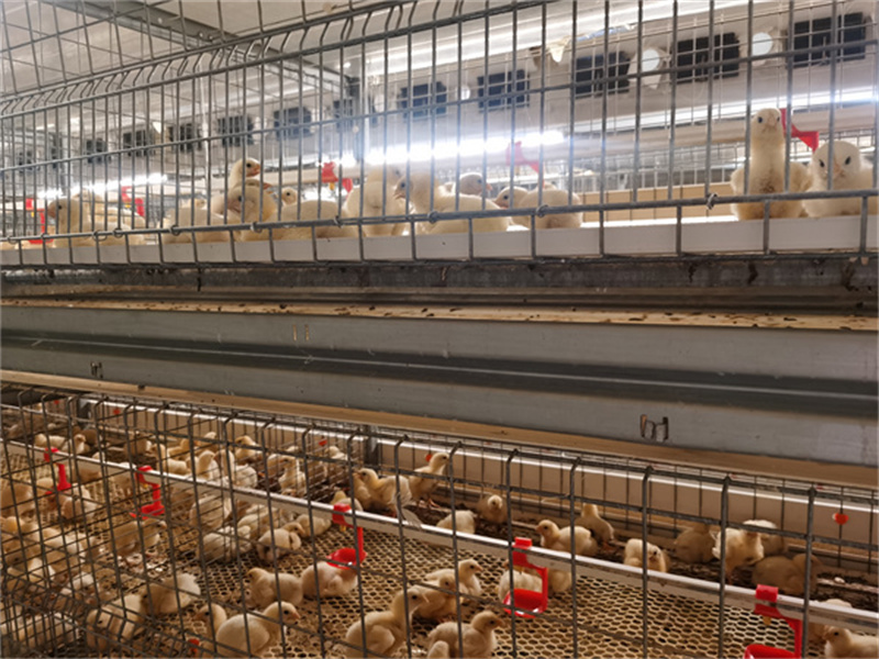 河南鸡棚肉鸡设备安装现场