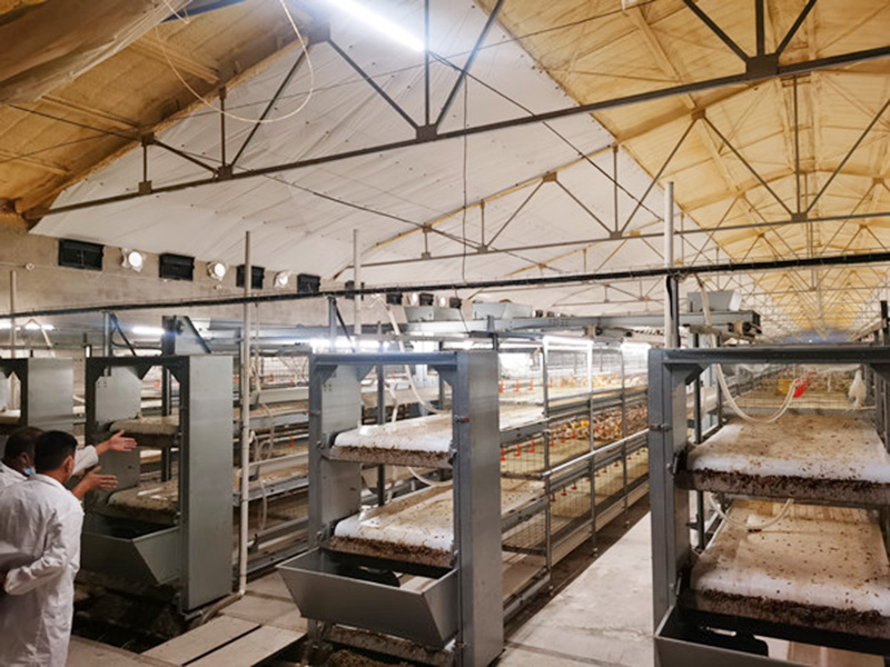 采用清粪带式笼养的优势和特点