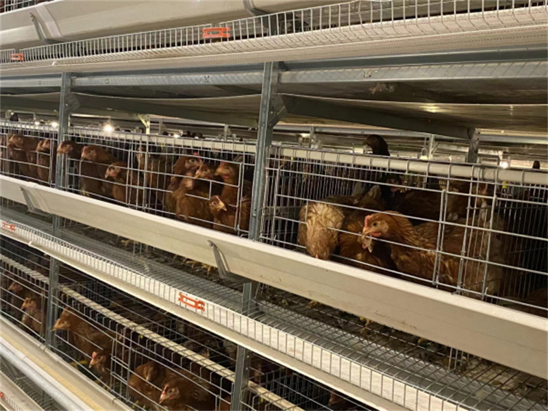 鸡舍养殖建设流程？